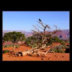 <B>..: Strážce Grand Canyonu :..</B>