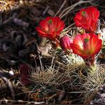 <B>..:# Echinocereus #:..</B>