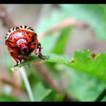 Záškodník ze Západu