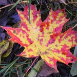 <b>Podzimní list</b> (moje první foto na pp )</b>