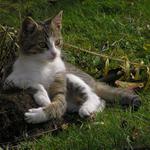 teď už náš kocourek