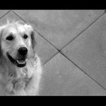 když nejlepší přítel<br>nesmí do domu