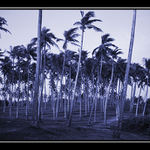 Modrý háj - Cejlonský ráj...