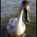 ...že vyletí ptáček?