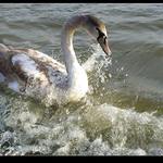 Vlnobití na Olešné