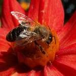 Dělnice v pilné práci.