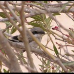 Ptáček jarabáček