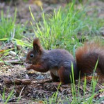 3 orisky pro veverku