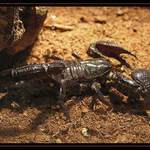 === Mazel domácí ===