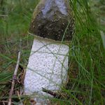 Že by jsme ji zkusili sníst?