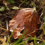 ohlédnutí za podzimem