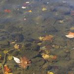 Rybar a listy v jazere