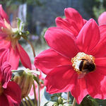 Čmelák a malá muška na kytce