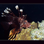 Lion Fish EGYPT 2004
