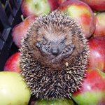 malý ježek = ježíšek (nebo pichlavé jablíčko)