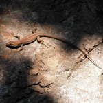 Jesterka Chorvatka ;]