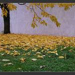 Padající listí