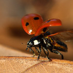 předletová příprava