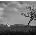 <b>Looking for shepherd ...</b>