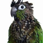 Smutecni oznameni<br><b>Rest in peace</br>