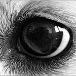 The eye