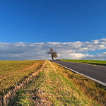 Vždy dojdeš ke stromu