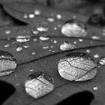 Žilky listu pod lupou