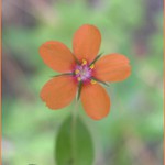 Nevidím sníh, neslyším sníh...