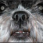 <b>TAK JSEM TADY NA TEN PSÍ DEN...<b/>