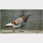  <b>JÁ TO TU BALÍM . . . <HR></b><b>