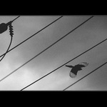  <b>PTÁKOVKA DRÁTOVKA . . . <HR></b><b>