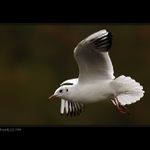  <b>JEŠTĚ JEDNA PTÁKOVKA . . . <HR></b><b>