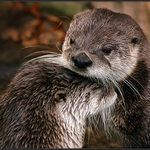  LÁSKA JE LÁSKA  . . .