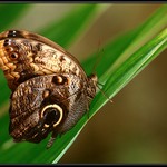 Caligo teucer