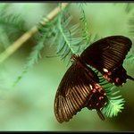 Pachliopta aristolochiae 2