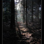 světlá chvilka v tmavém lese