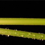 někdo má a někdo ne....