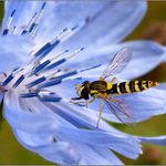 <b>moucha na sobotní večer</b>