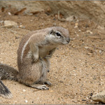 dej mi oříšek ...<br>;o)