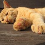 dej mi pokoj, jsem unavena...