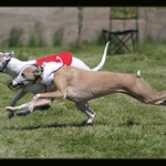 <b>* Dvě vipetí holky v běhu *</b>