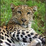 Jako kotě si příst ...