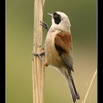 Moudivláček lužní