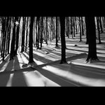 Pruhovaný svět II.