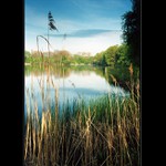 Milotický rybník VII.