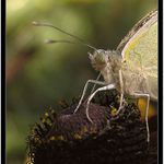 *** face2face #4 ***