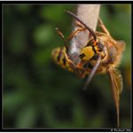 *** Toho Bechera jsem uz vazne nemel pit ***