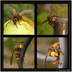 *** Jeden den v životě sršáně Toníčka ***