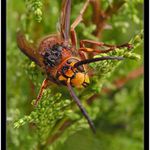 *** Last mohycan = Toníček ***