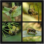 *** Jeden den v životě vosy Libušky ***